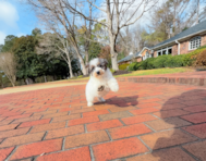 11 week old Poodle Puppy For Sale - Simply Southern Pups