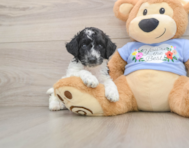 6 week old Poodle Puppy For Sale - Simply Southern Pups