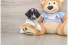 Funny Poodle Purebred Pup