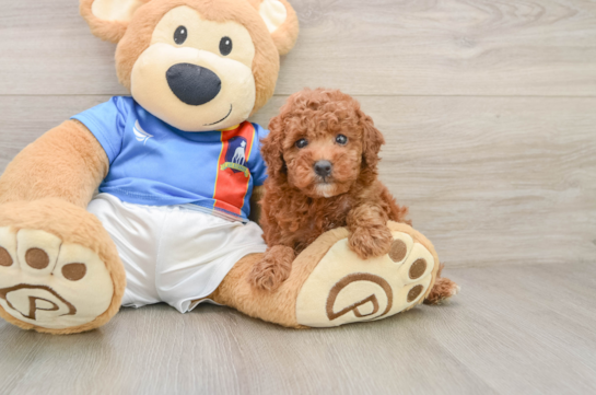Best Poodle Baby