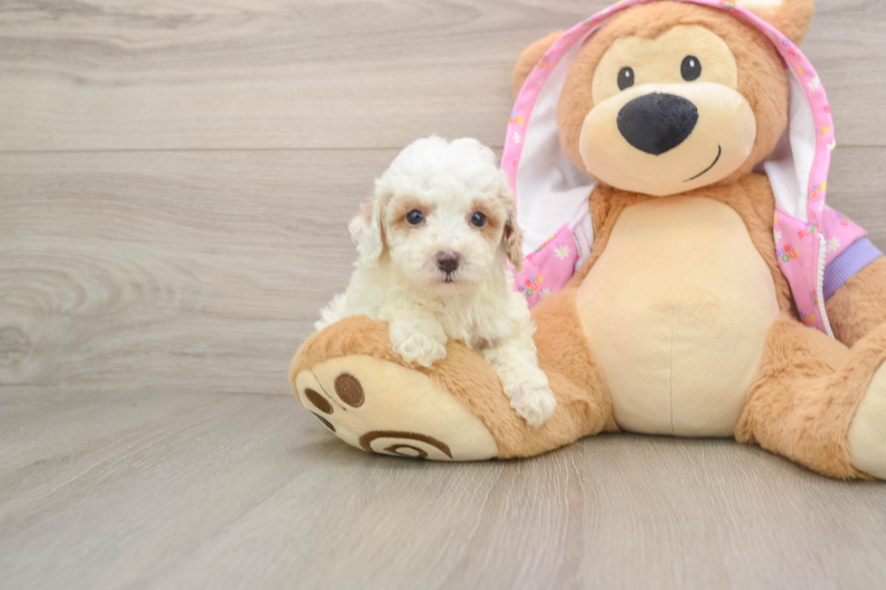 Poodle Pup Being Cute