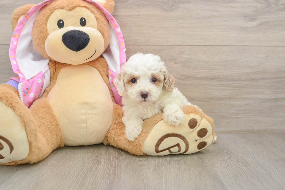 Poodle Pup Being Cute