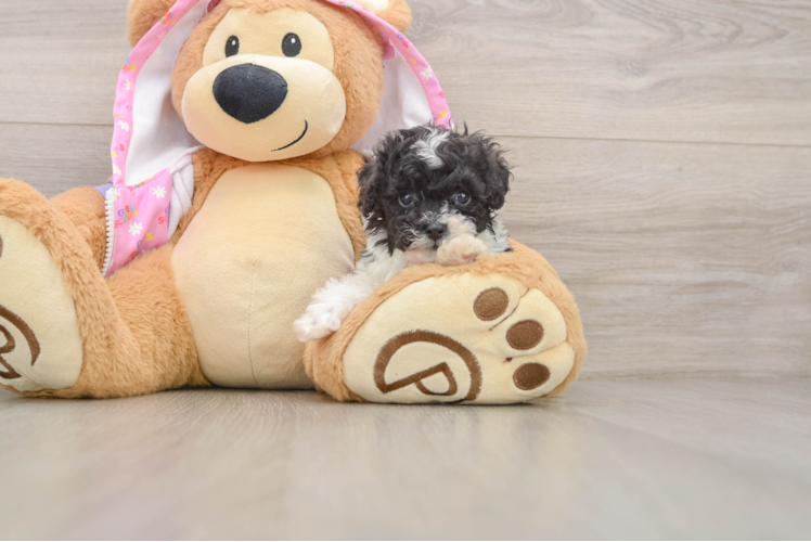 Poodle Pup Being Cute