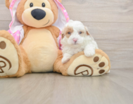 7 week old Poodle Puppy For Sale - Simply Southern Pups