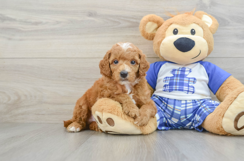 5 week old Poodle Puppy For Sale - Simply Southern Pups