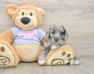 5 week old Poodle Puppy For Sale - Simply Southern Pups