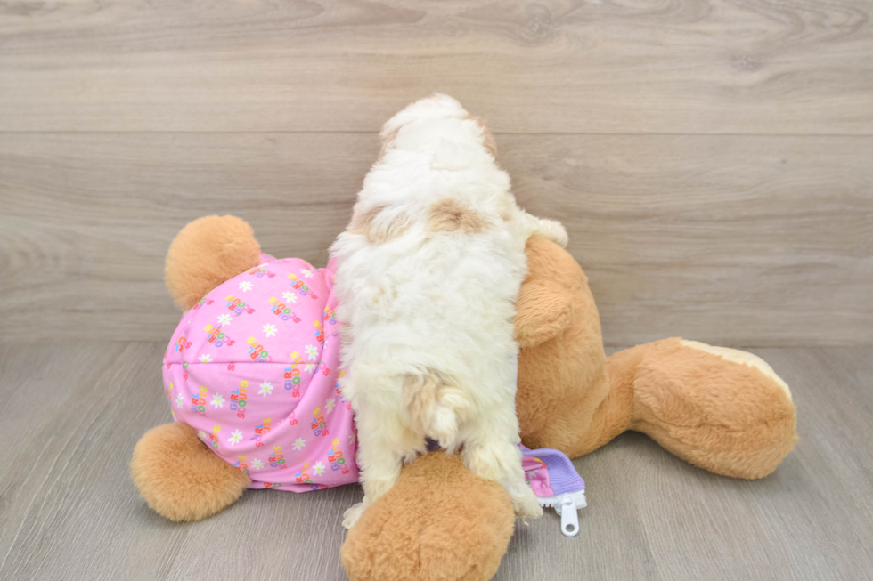 Poodle Puppy for Adoption