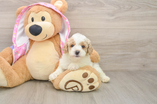 Best Poodle Baby