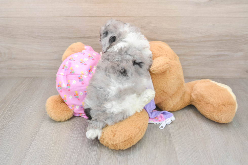 Poodle Puppy for Adoption