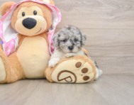 6 week old Poodle Puppy For Sale - Simply Southern Pups
