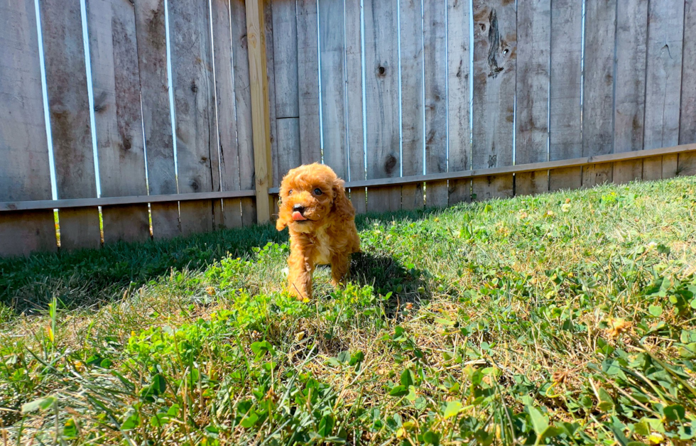 Cute Pudle Purebred Puppy