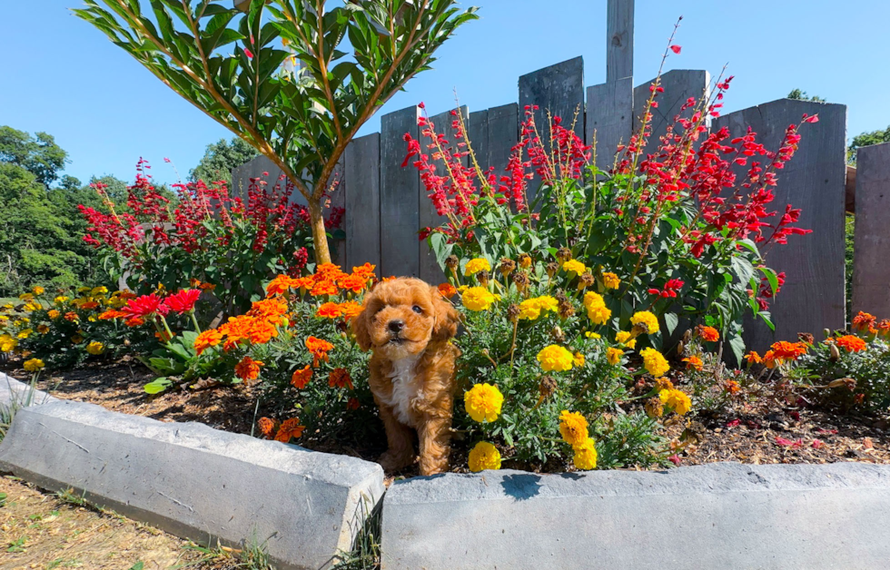 Cute Poodle Purebred Pup