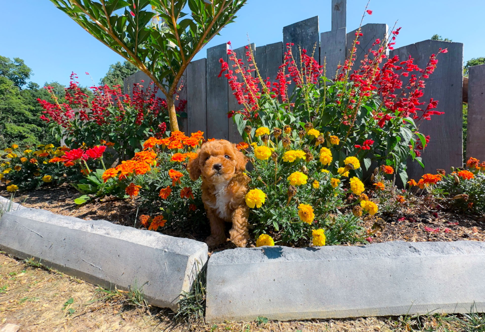 Cute Caniche Purebred Puppy