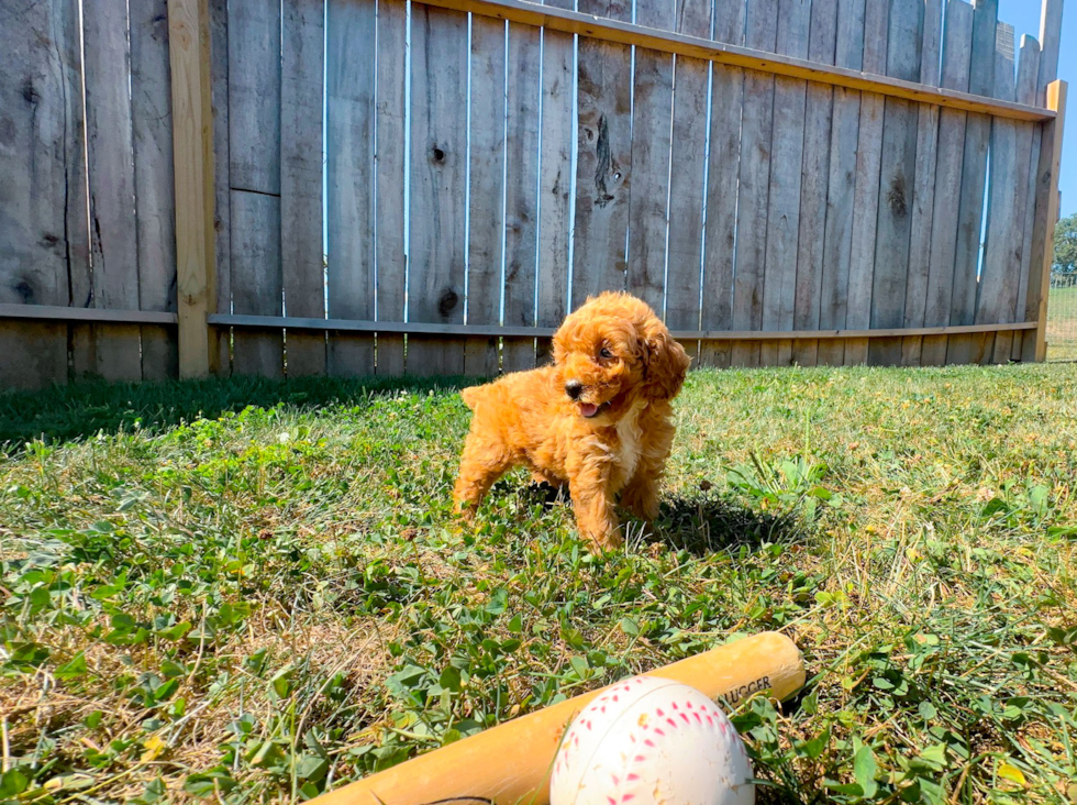 Cute Caniche Purebred Puppy