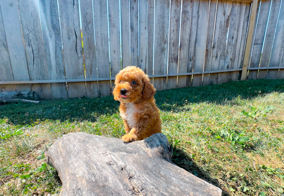 Cute Poodle Purebred Pup