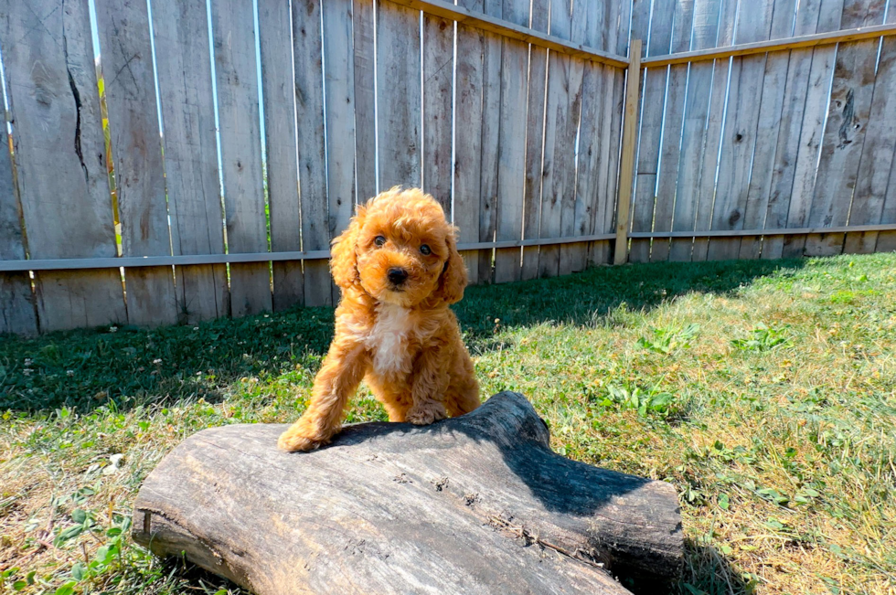 Cute Poodle Baby