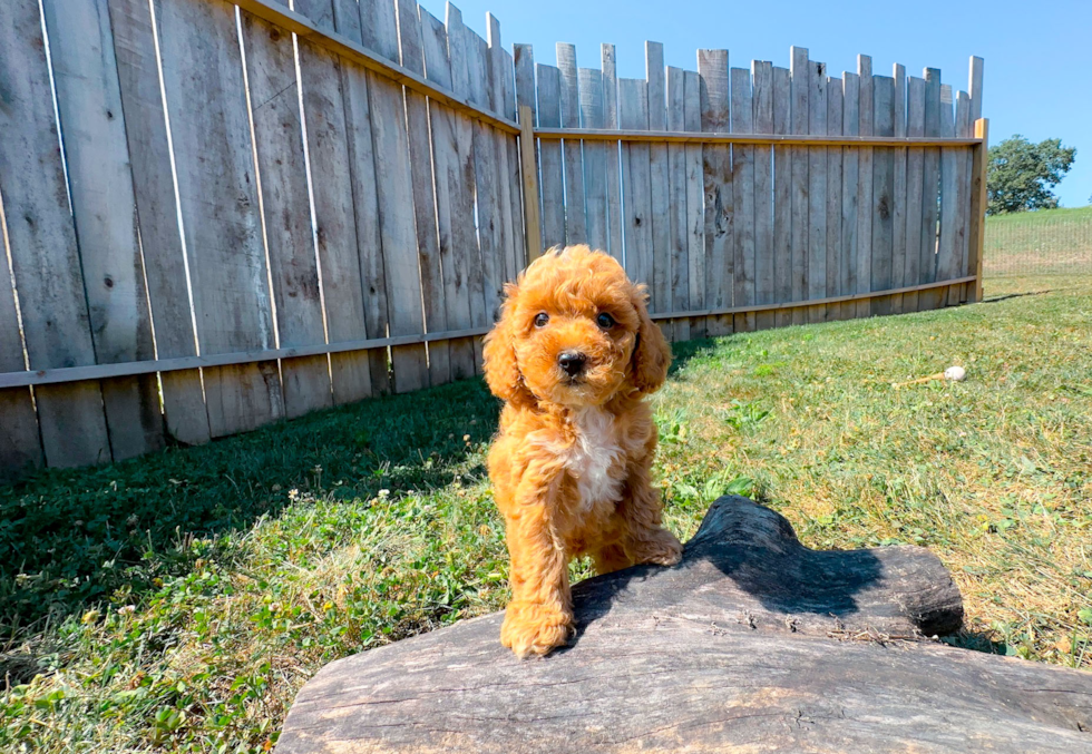 Poodle Pup Being Cute