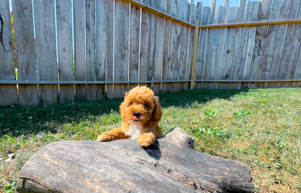 Poodle Pup Being Cute