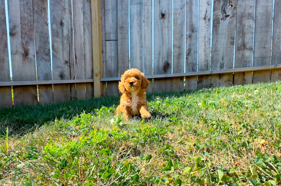 Poodle Puppy for Adoption