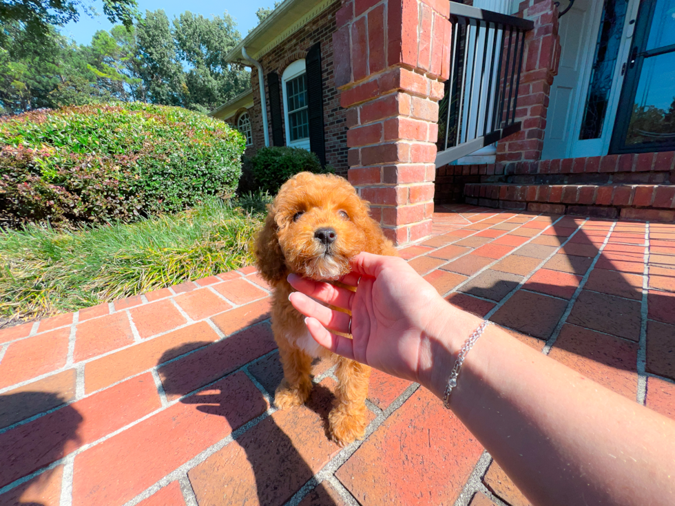 Cute Pudel Purebred Puppy