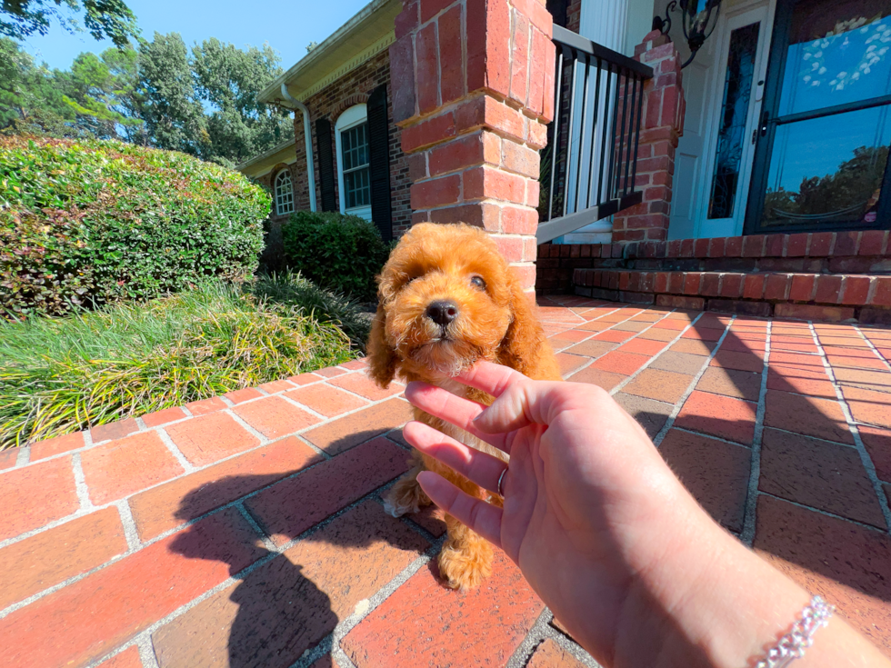 Cute Pooodle Purebred Puppy