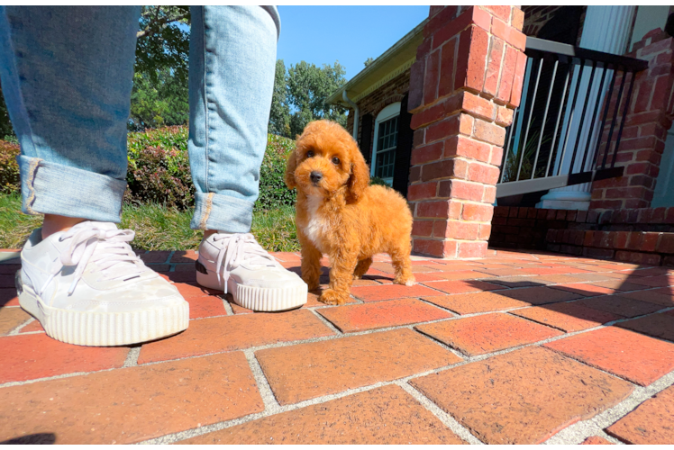 Poodle Puppy for Adoption