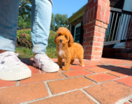 12 week old Poodle Puppy For Sale - Simply Southern Pups