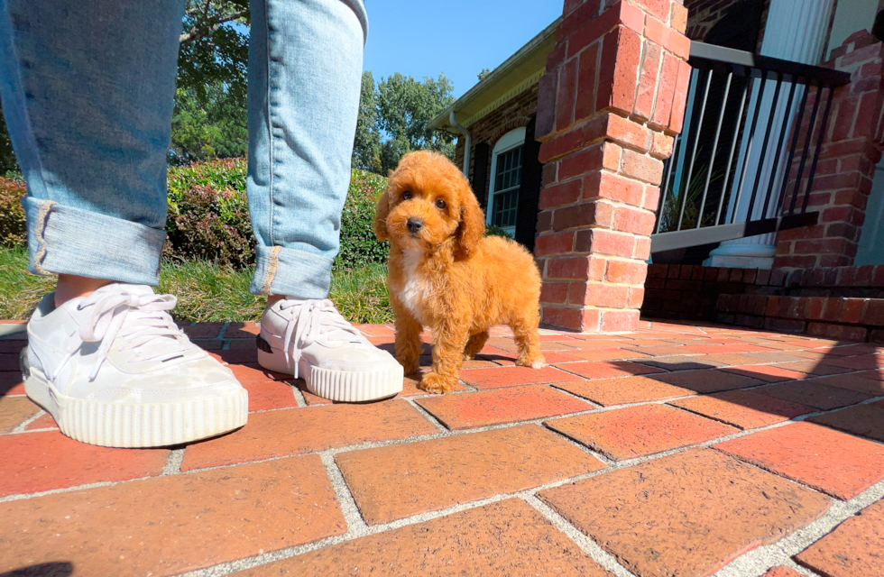 Poodle Puppy for Adoption