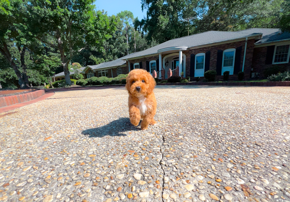 Poodle Puppy for Adoption