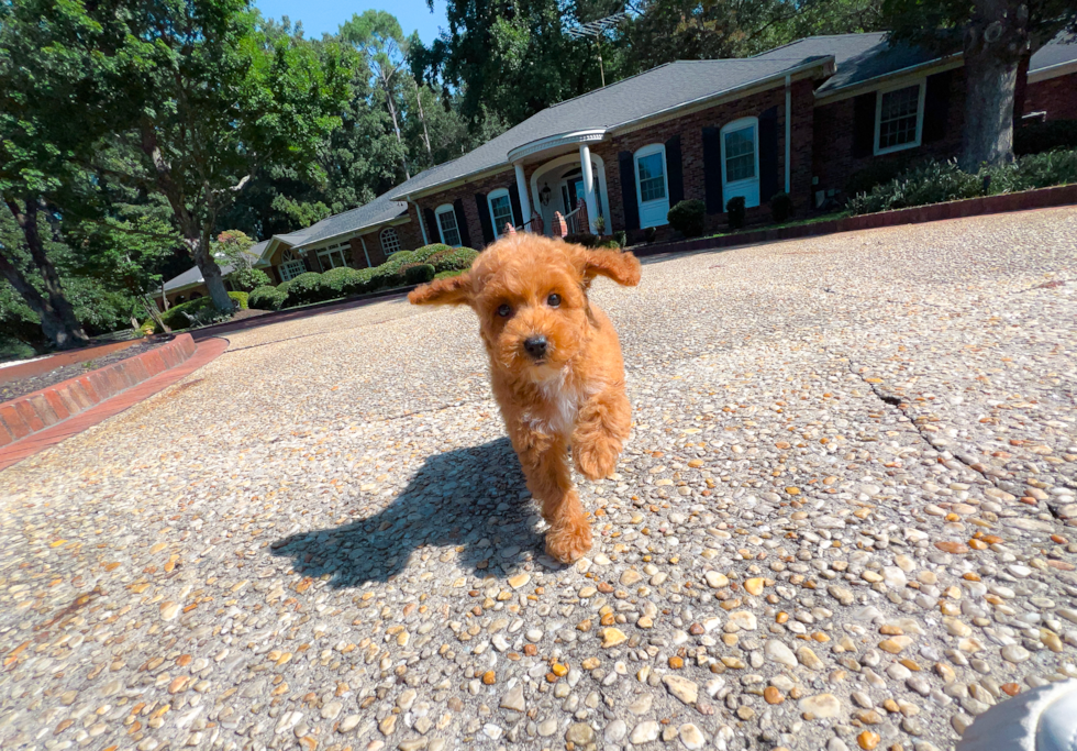 Poodle Pup Being Cute