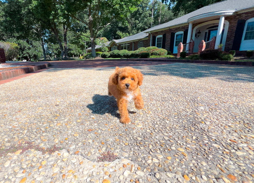 Cute Poodle Purebred Pup