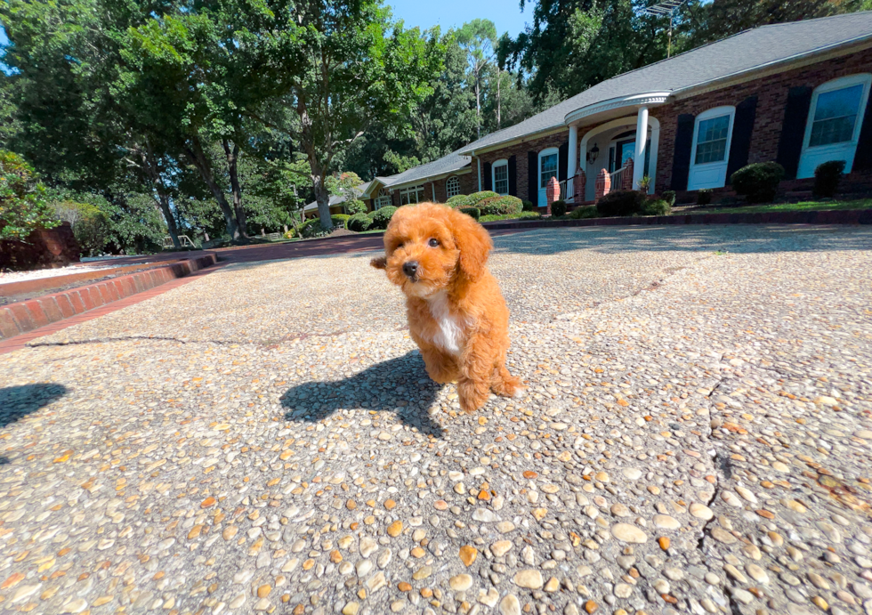 Poodle Puppy for Adoption