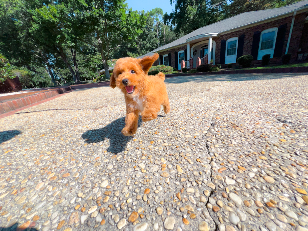 Cute Poodle Baby