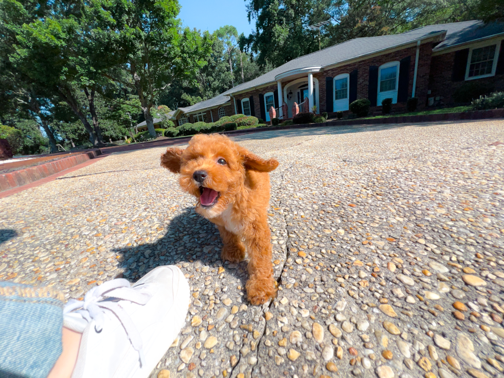 Cute Poodle Purebred Pup