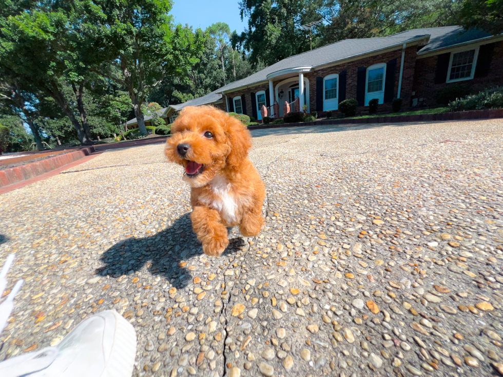 Cute Pudel Purebred Puppy