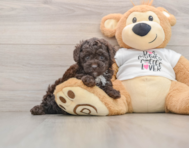 7 week old Poodle Puppy For Sale - Simply Southern Pups
