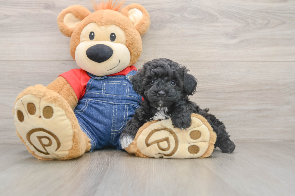 Happy Pudle Purebred Puppy
