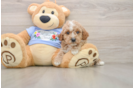 Poodle Pup Being Cute