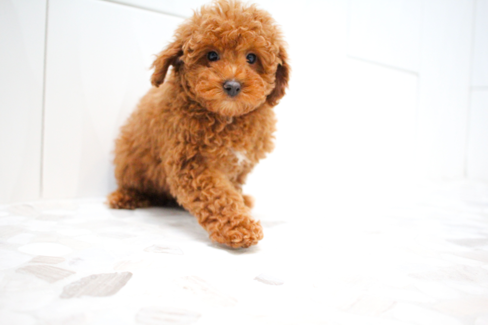 Cute Poodle Baby