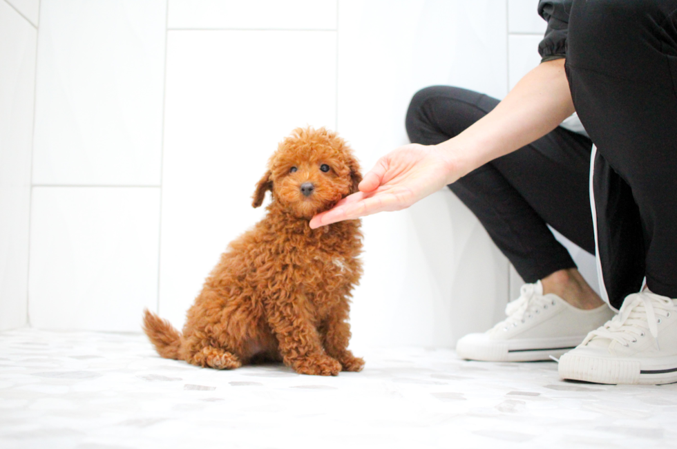9 week old Poodle Puppy For Sale - Simply Southern Pups