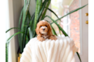Poodle Pup Being Cute