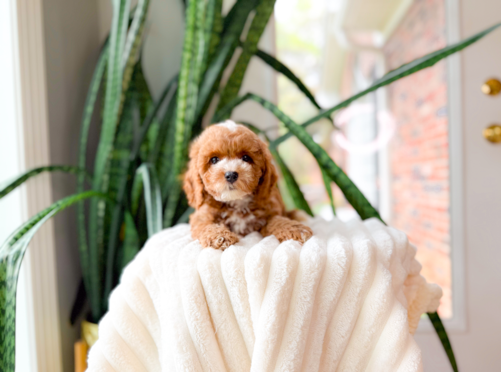 Poodle Pup Being Cute