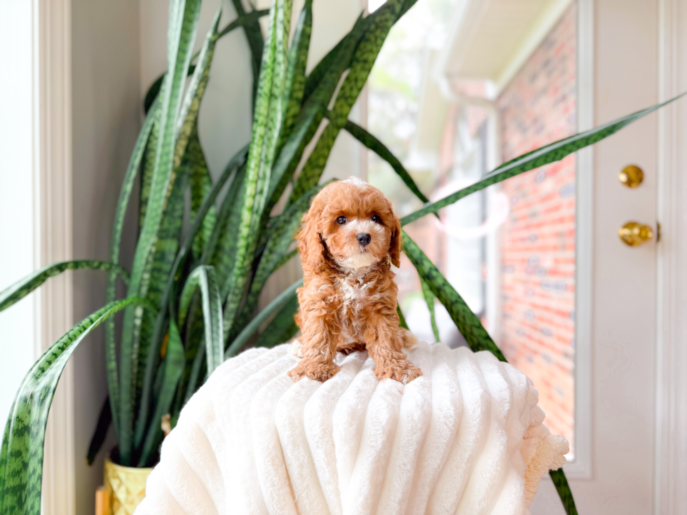 Cute Pudle Purebred Puppy