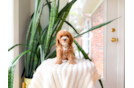 Best Poodle Baby