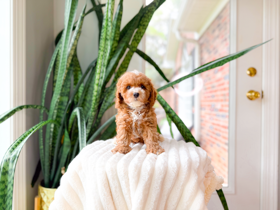 Best Poodle Baby