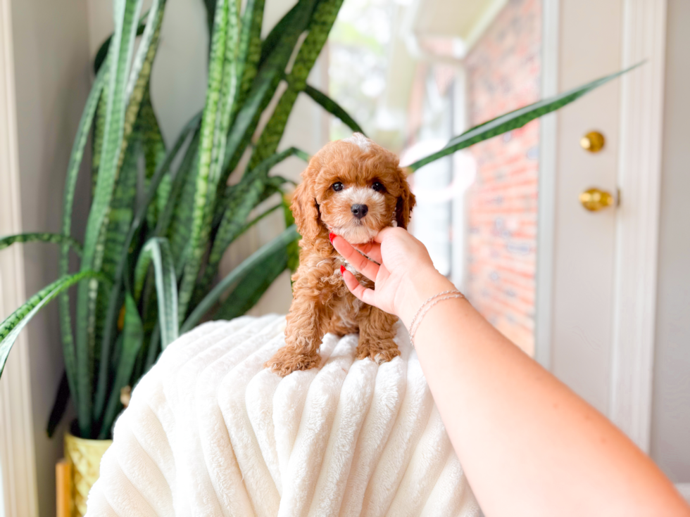Poodle Pup Being Cute