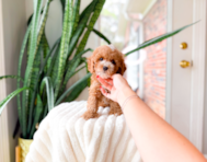 8 week old Poodle Puppy For Sale - Simply Southern Pups