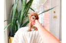 Cute Toy Poodle Purebred Puppy
