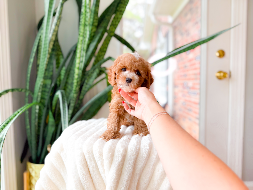 Cute Toy Poodle Purebred Puppy