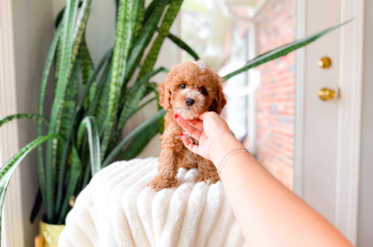 Cute Toy Poodle Purebred Puppy